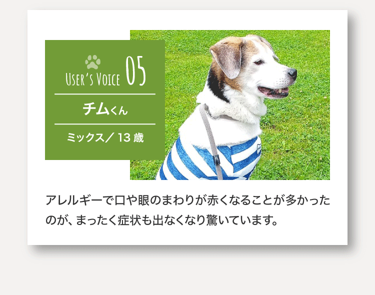 チムくん（ミックス／ 13 歳）